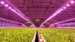 LED trong nông nghiệp
